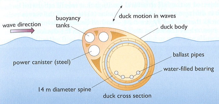 Duck Cross Section